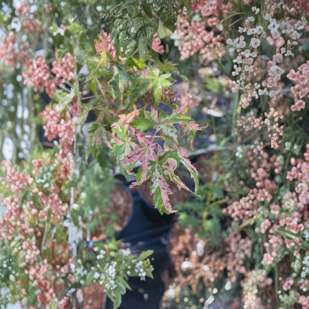 Acer palmatum ‘Uzen Nishiki’ Live Japanese Maple | Rare Variegated Ornamental Tree | Pink & White Foliage | #1 Container Grown