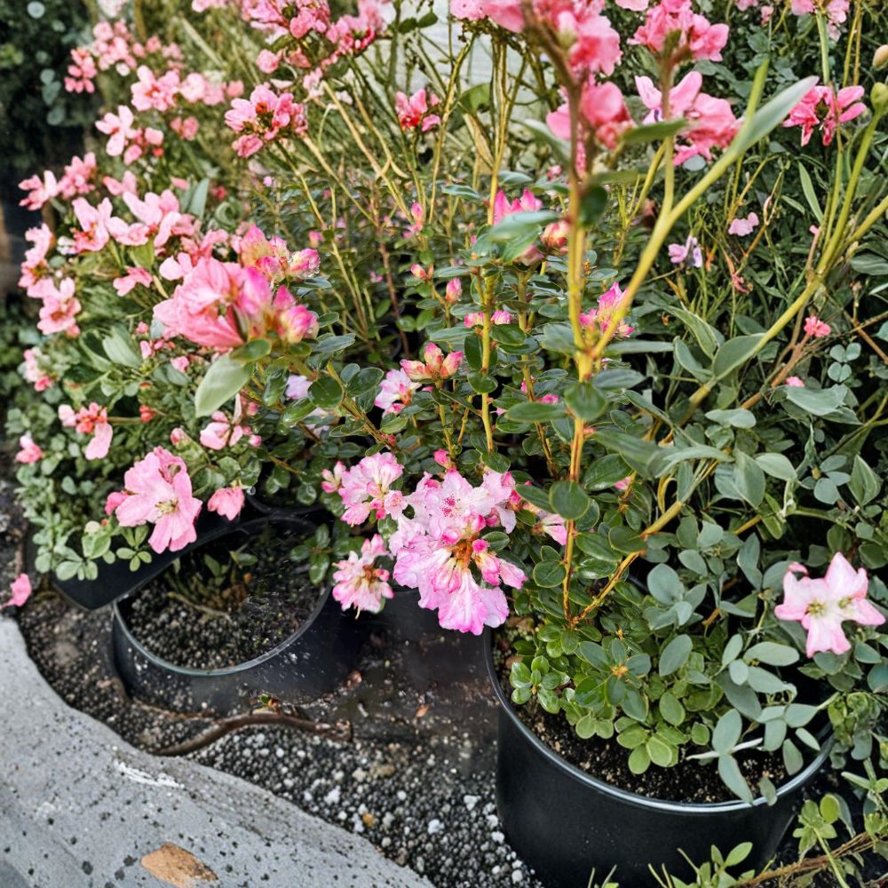 Rhododendron 'Pink Snowflakes' Live Evergreen Shrub | Compact Pink & White Blooms | #1 Container Grown | Rhododendron 'Pink Snowflakes'