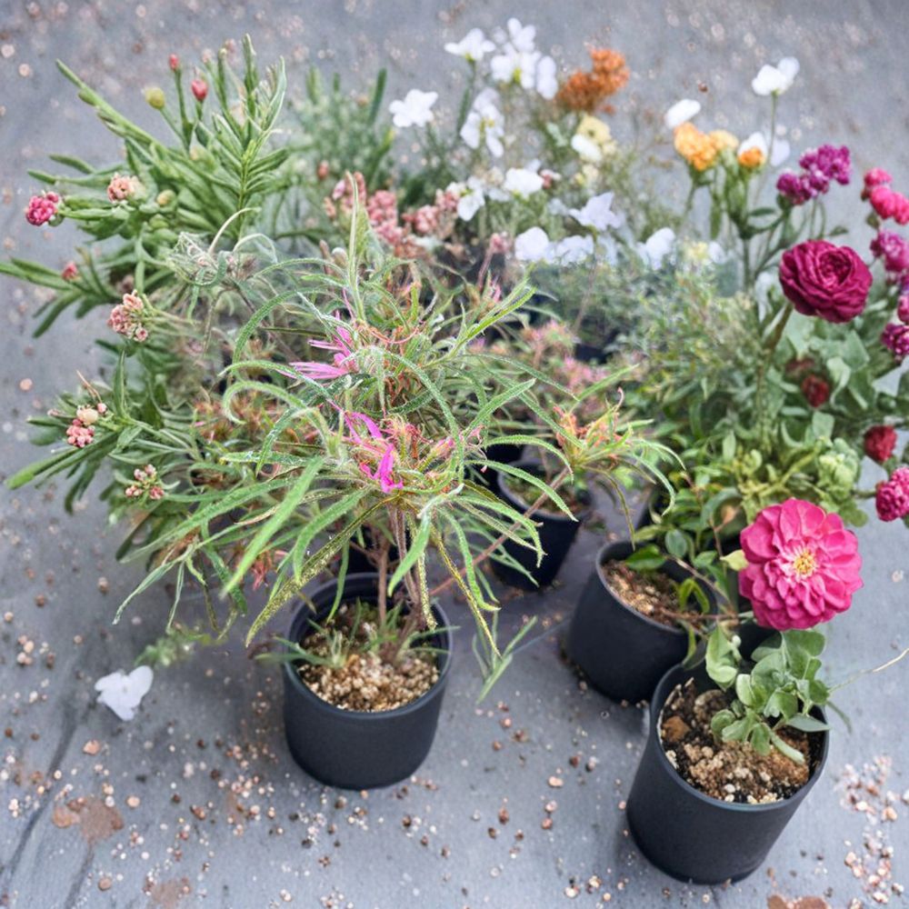 Spider Azalea Shrub #2 Container Rare Pink Blooms Rhododendron stenopetalum Evergreen Plant for Shaded Gardens