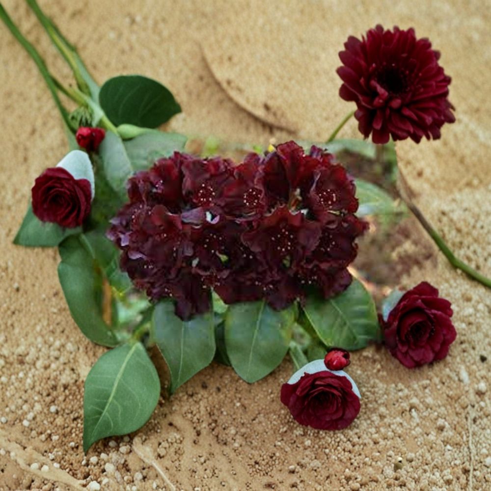Rhododendron Live Evergreen Shrub #2 Container Dark Red Almost Black Blooms Rhododendron ‘Black Widow’