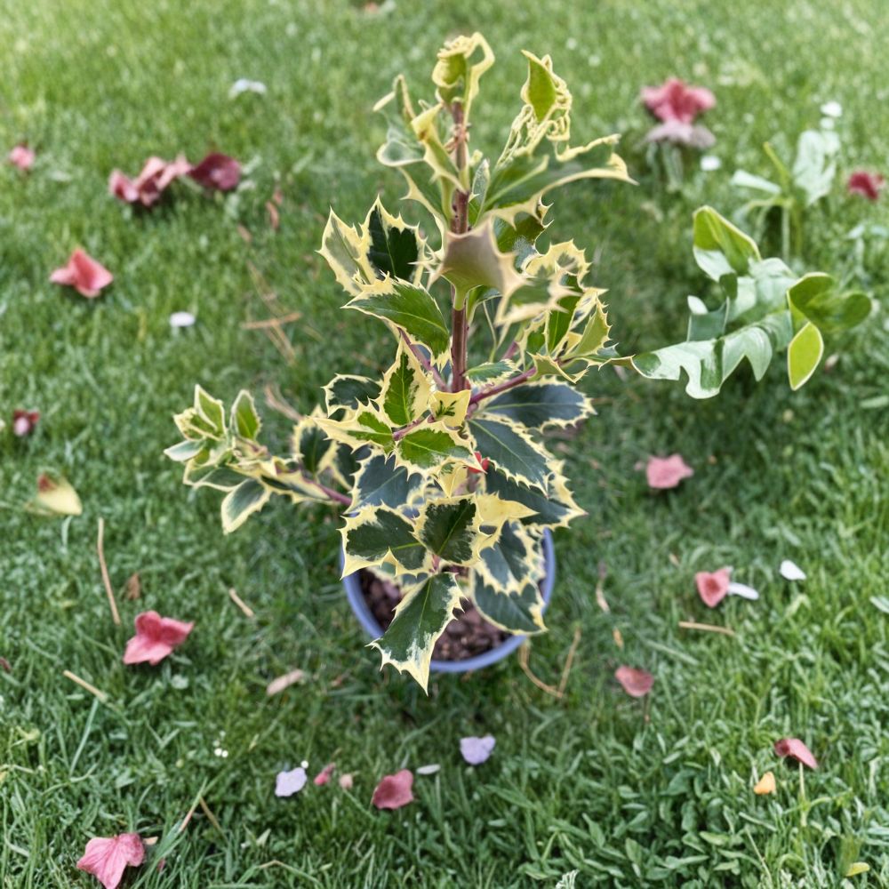 Argentea Marginata English Holly - 4 Inch Variegated Evergreen Shrub - Ilex aquifolium with Red Berries - Ornamental Landscape Plant
