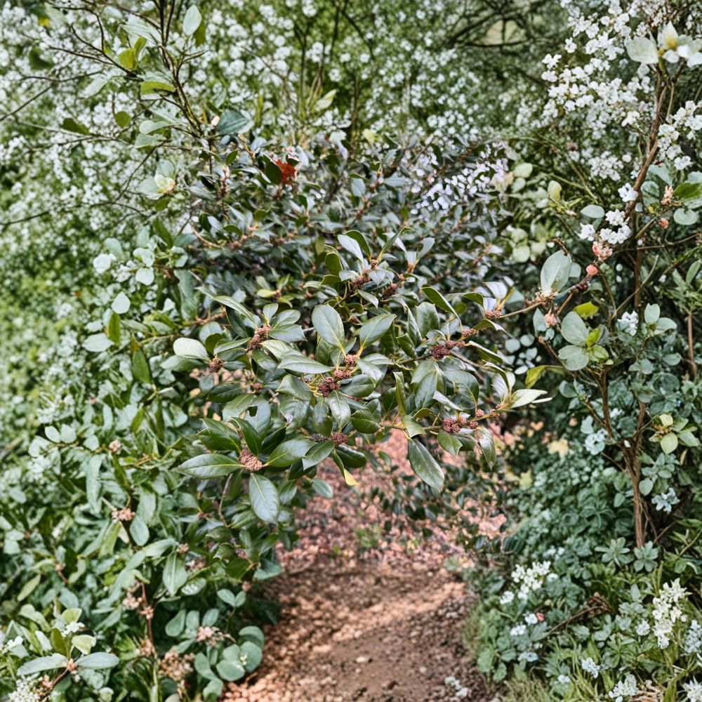 Edward J. Stevens Holly Plant | Quart Pot | Male Evergreen Pollinator for Nellie R. Stevens | Ilex cornuta x aquifolium