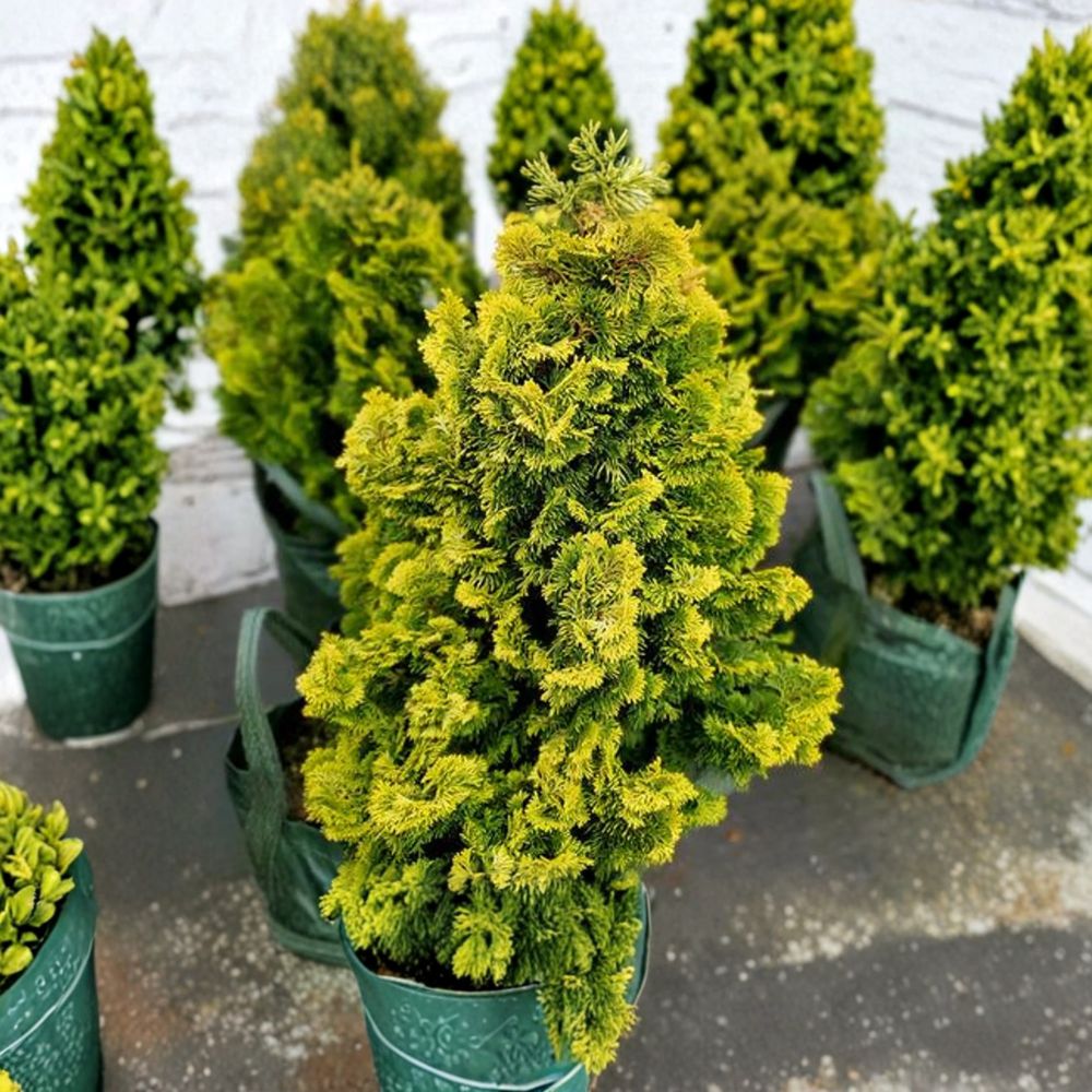 Golden Dwarf Hinoki Cypress Plant | Chamaecyparis obtusa ‘Nana Lutea’ | #1 Container Grown Evergreen Conifer