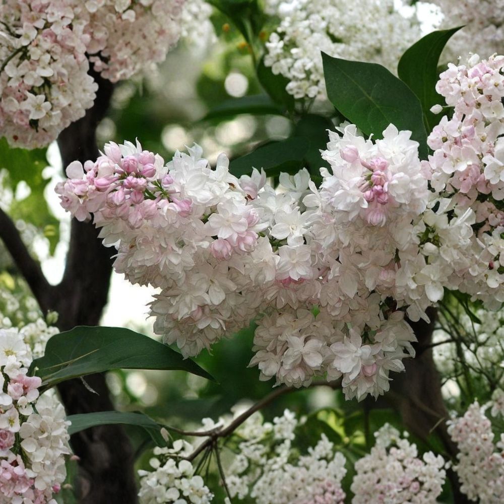 Beauty of Moscow Lilac Plant | 4 Inch Pot | Double White Pink Blooms | Syringa vulgaris ‘Krasavitsa Moskvy’ | Fragrant Shrub