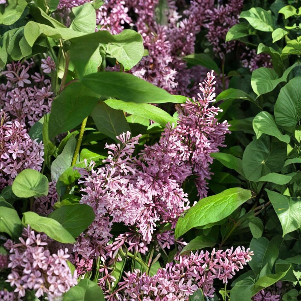 James Macfarlane Lilac 2 Gallon Pot Plant | Purple Blooms with White Margins | Syringa x prestoniae ‘James Macfarlane’