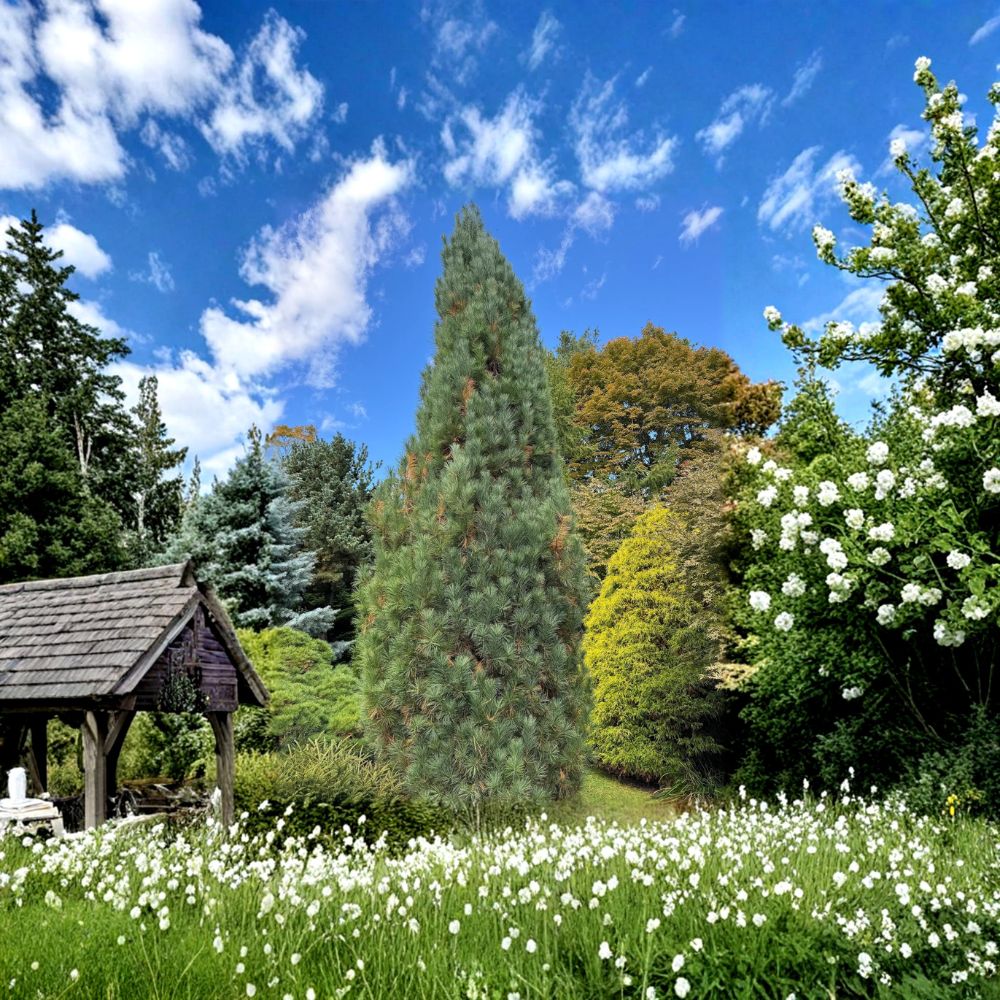 Stowe Pillar Eastern White Pine 12 Inch Live Plant | Narrow Columnar Evergreen Conifer | Pinus strobus in 1 Gallon Pot