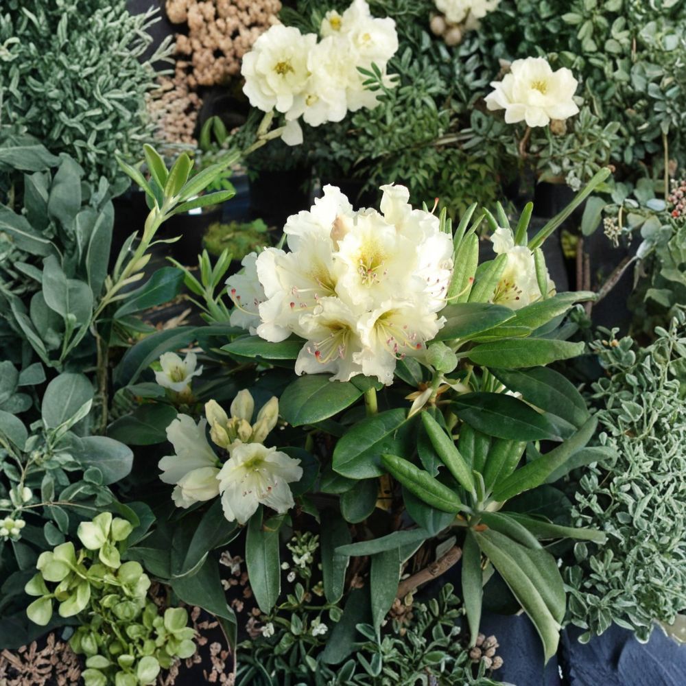 Rhododendron Plant - #1 Container - 'New Century' - Evergreen Shrub with Yellow Green Blooms - Rhododendron 'New Century'