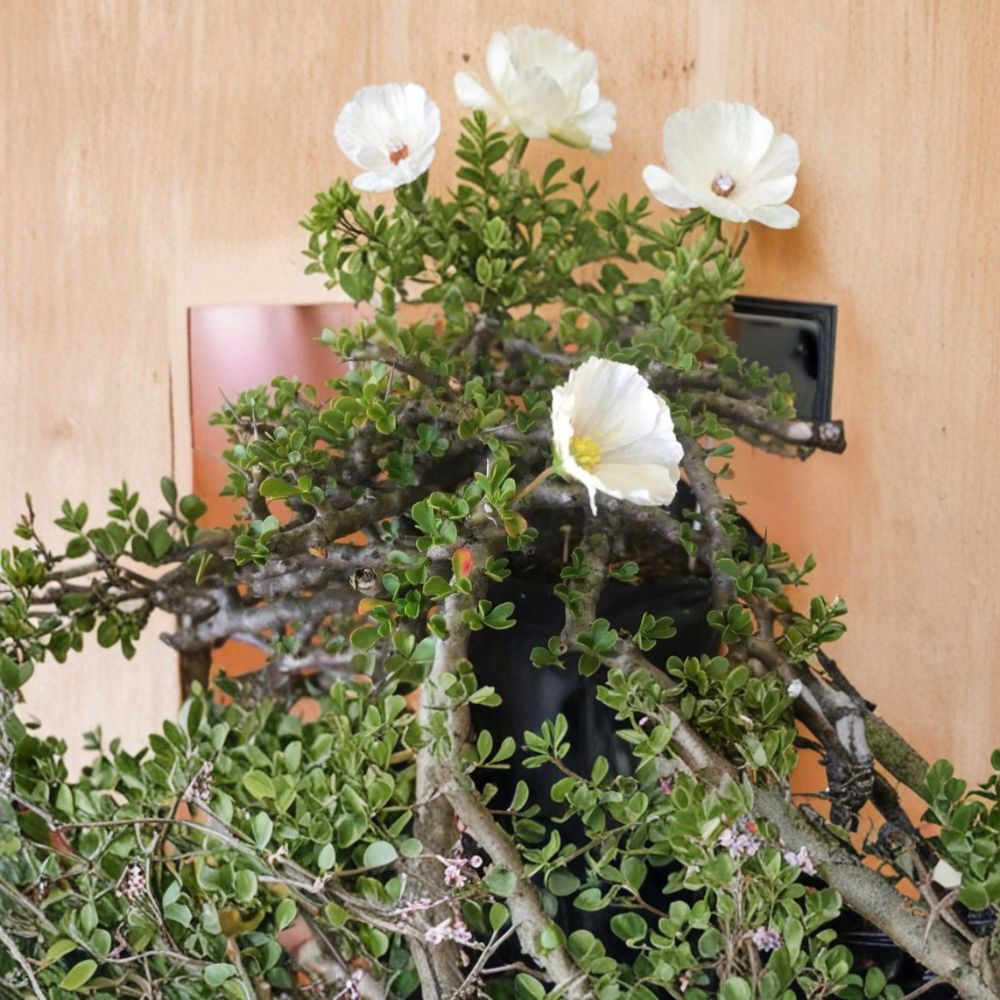 Monsonia vanderietiae Seeds | 5 Rare Succulent Seeds | Exotic White Pink Flowers | Caudex Geranium Relative