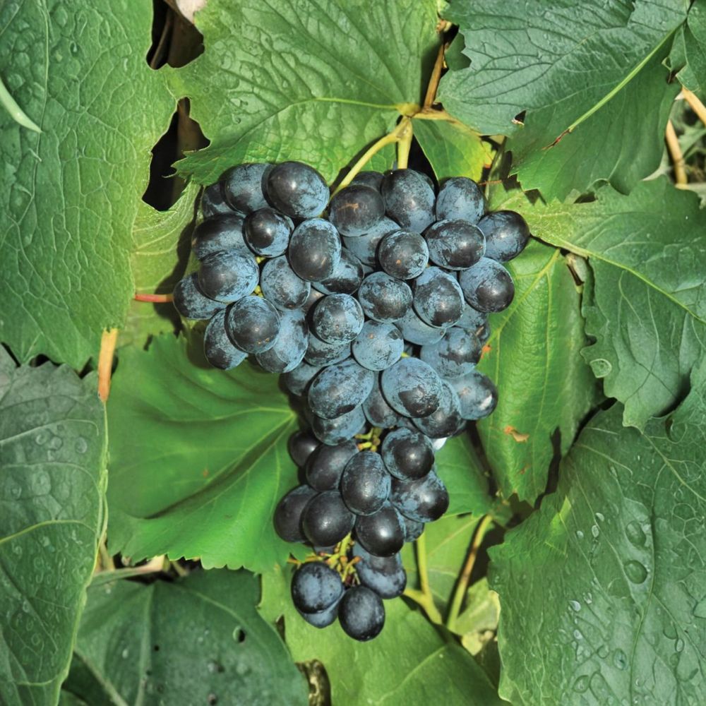 5 Faith Seedless Grape Cuttings - Vitis vinifera - Sweet Table Grape Variety - Easy Home Propagation, US Seller