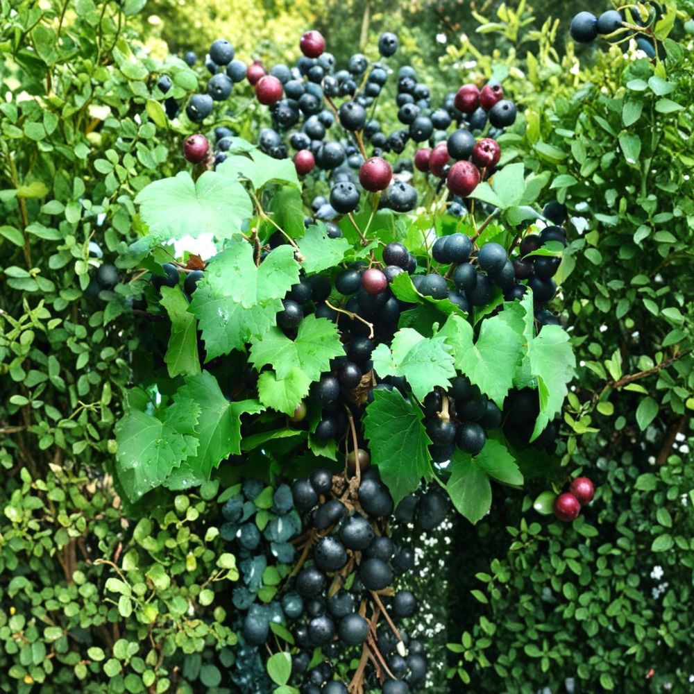 Alachua Muscadine Grape Vine - Live Rooted Plant | Self-Pollinating Vitis rotundifolia | Dark Purple-Black Grapes | Zones 7-11