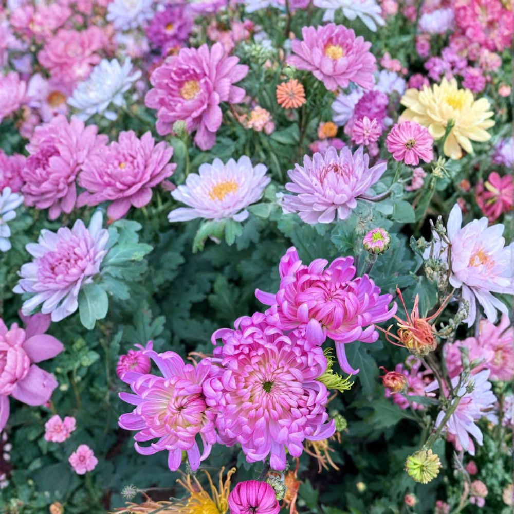 Pale Pink Mum Plants - 2 Pack Perennial Chrysanthemum morifolium - Large Flowering Mums for Garden, Patio, and Fall Decor