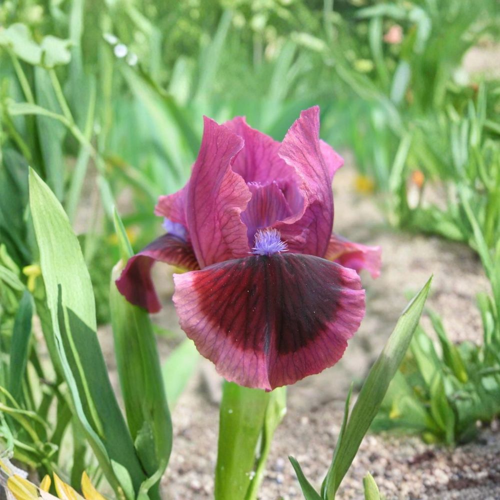 Cat’s Eye Bearded Iris Rhizomes - 3 Live Rose Red Perennials | Iris germanica ‘Cat’s Eye’ | Hardy Spring Flowers