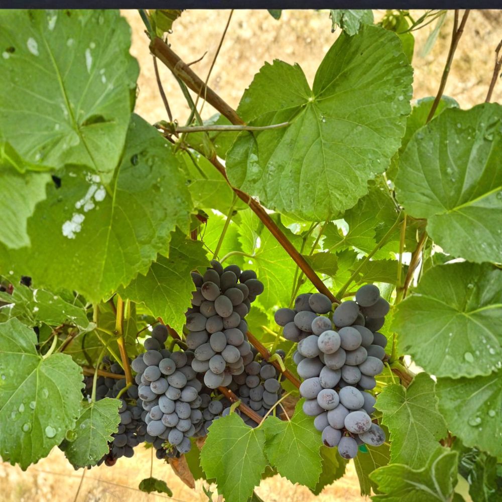 Jupiter Seedless Grape Plant - Sweet Muscat Variety - Vitis hybrid - Live Edible Fruit Vine for Trellises and Gardens
