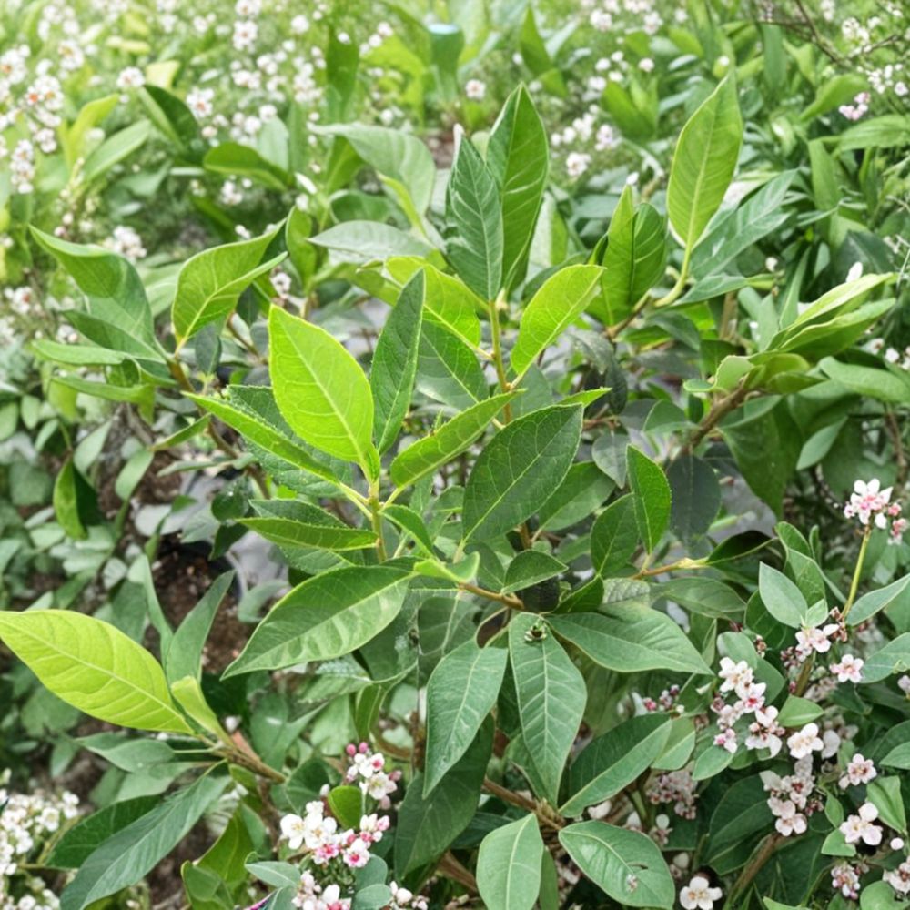 Southern Gentleman Winterberry Holly - 1 Gallon Male Pollinator Shrub - Ilex verticillata - Hardy Native Plant for Berry Production