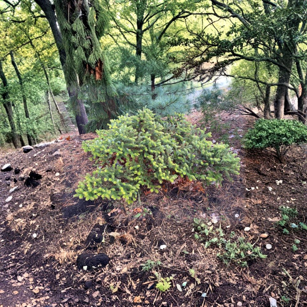 Aurea Golden Korean Fir - 12 Inch Live Evergreen Conifer - Abies koreana ‘Aurea’ - 1 Gallon Pot - Vibrant Golden Foliage