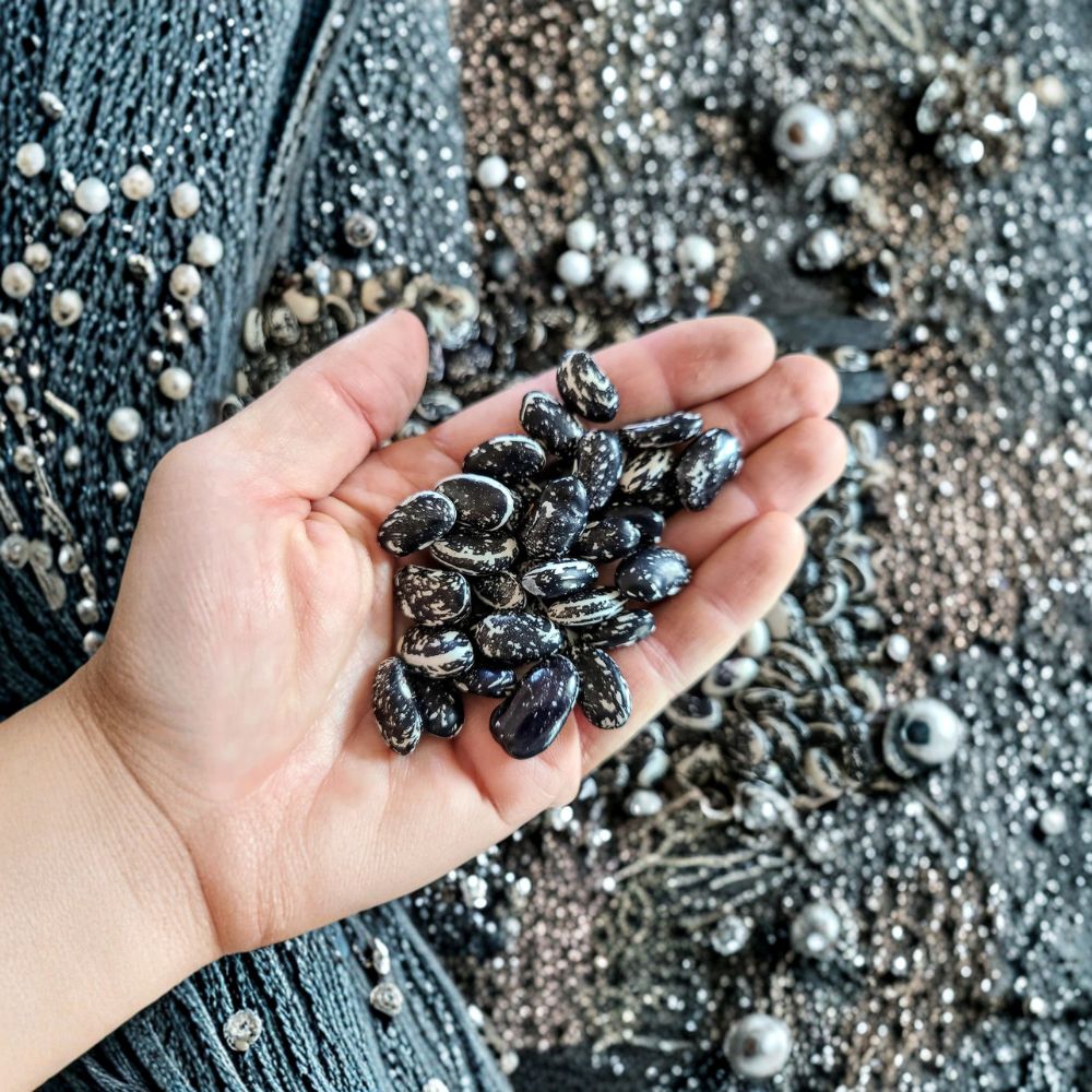 Haudenosaunee Skunk Bean Seeds | 25 Organic Heirloom Seeds | Phaseolus vulgaris | Native American Climbing Bean Variety