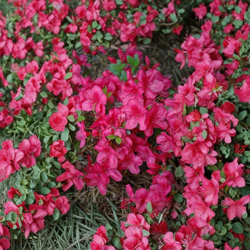 Azalea 'Mother's Day' Live Plant - 1 Gallon Pot - Vibrant Red Blooms - Evergreen Flowering Shrub - Rhododendron 'Mother's Day'
