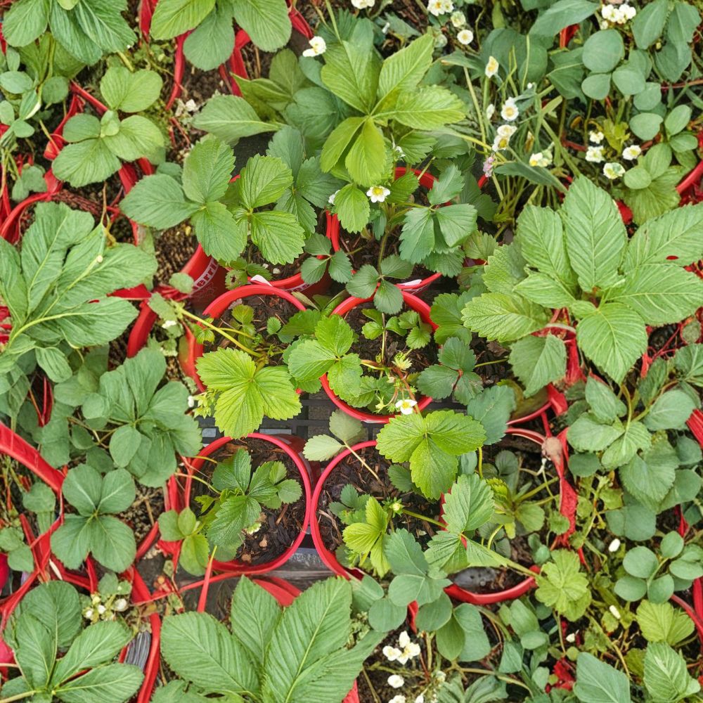 Wild Alaska Strawberry Pups Set of 5 Rooted Runners Fragaria spp. Hardy Perennial Fruit Plants for Garden & Containers