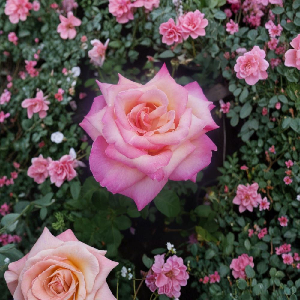 Kordes Perfecta Hybrid Tea Rose Live Plant - 2 Gallon Cream & Pink Everblooming Rose Bush - Rosa Hybrid Tea 'Kordes Perfecta'
