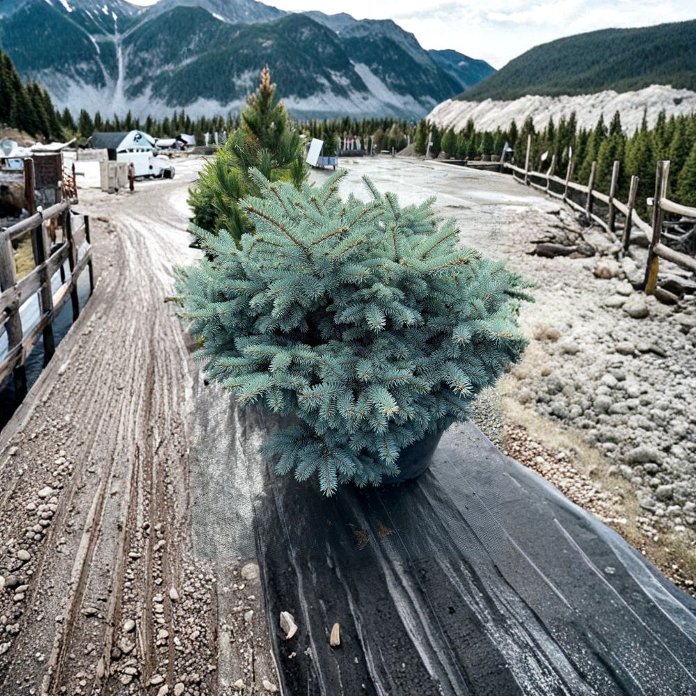 Globosa Colorado Blue Spruce Plant | 10 Inch Dwarf Evergreen Conifer | Picea pungens ‘Globosa’ | 1 Gallon Pot