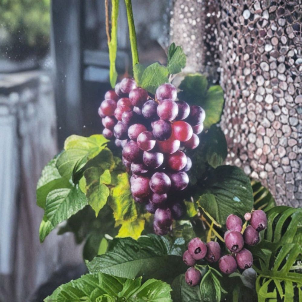 Black Noble Muscadine Grape Vine – 1 Gallon Live Plant | Self-Fertile Dark Purple Grapes | Vitis rotundifolia 'Black Noble'