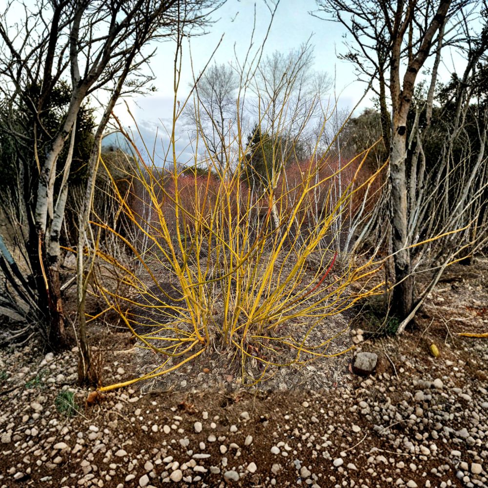 Winter Lightning Maple Plant | 4 Inch Pot | Bright Yellow Bark | Acer negundo 'Winter Lightning' | Fast Growing Ornamental Tree