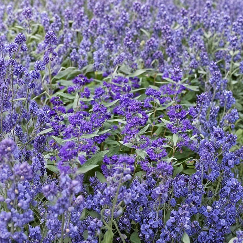 Dark Knight Bluebeard Shrub | 4 Inch Pot | Caryopteris x clandonensis | Late Season Flowering Pollinator Plant