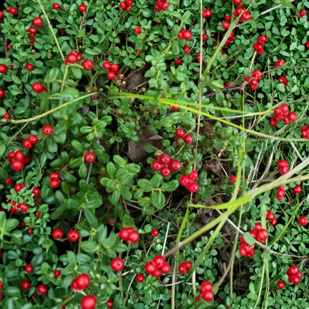 Lingonberry Rhizomes Set of 5 | Wild Harvested Vaccinium vitis-idaea | Cold Hardy Edible Berry Plant | Acid Soil Friendly