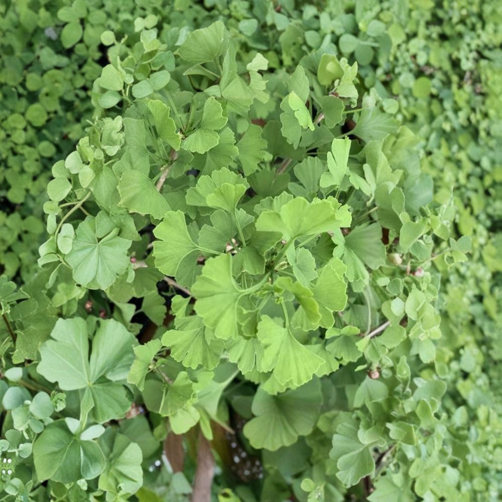 Live Ginkgo Tree - 12 Inch Folkert's Select Ginkgo biloba - Ornamental Deciduous Tree with Unique Foliage and Golden Fall Color