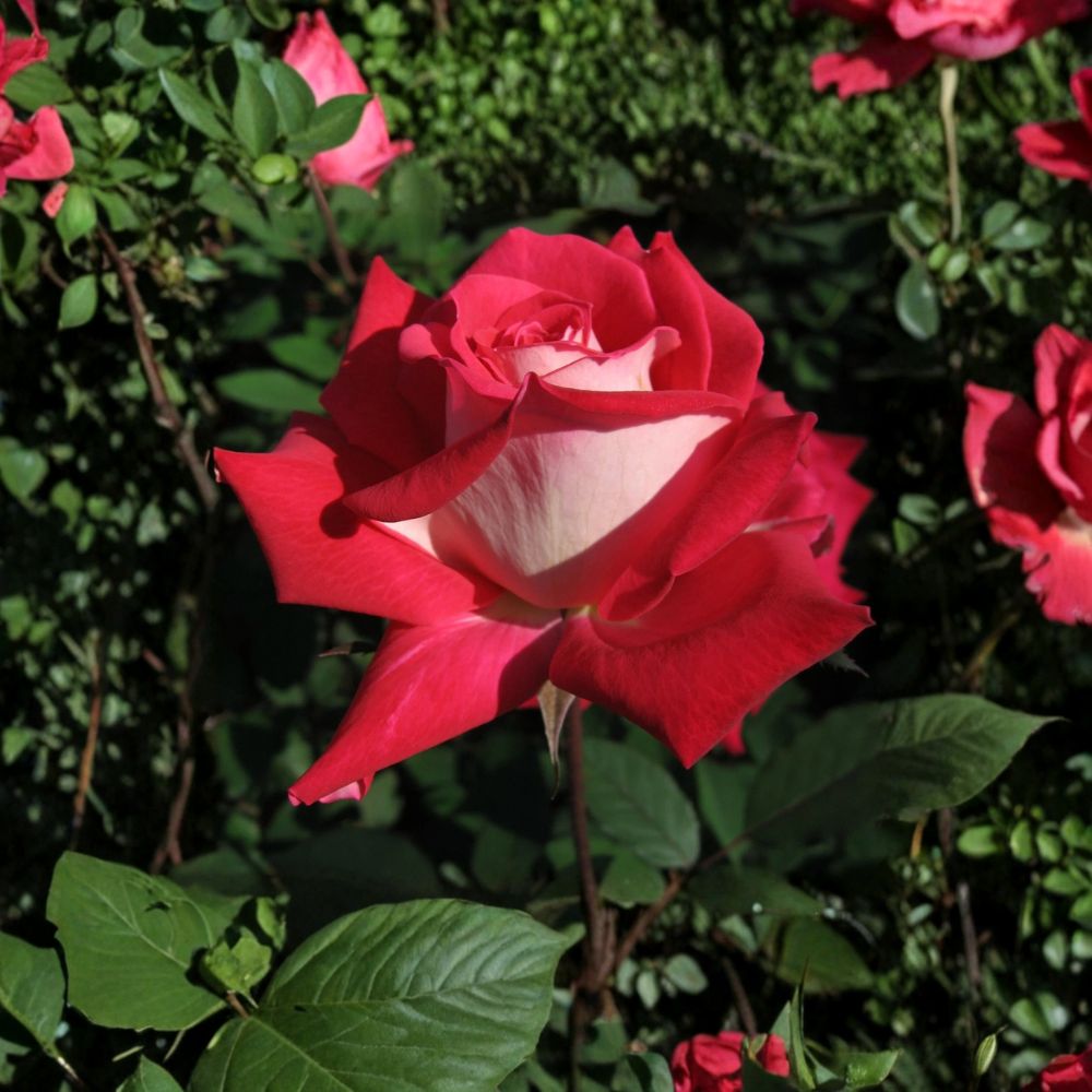 Love Grandiflora Rose Plant - 5 Gallon Ruby Red & White Fragrant Rose Bush - Rosa Grandiflora 'Love' - Repeat Blooming