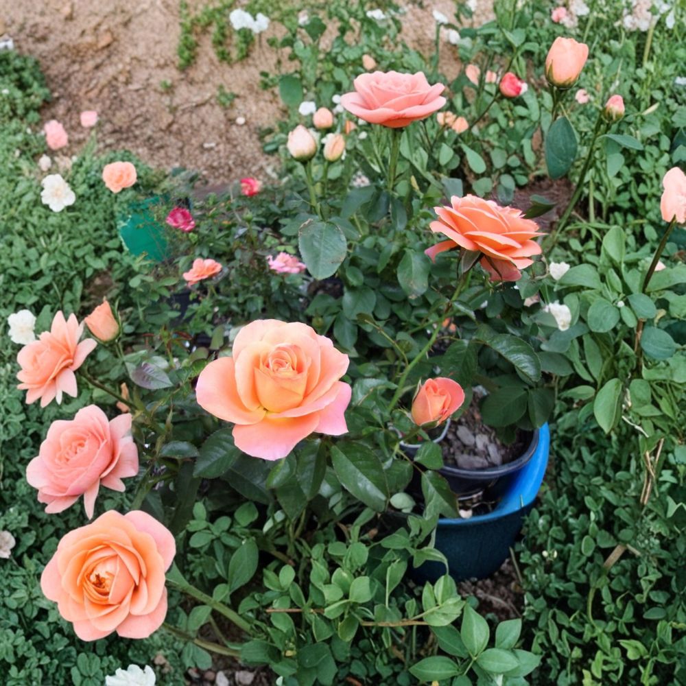 New Year Grandiflora Rose Bush | 1 Gallon Orange Blooming Plant | Rosa 'New Year' | Full Sun Garden Shrub | Repeat Bloomer