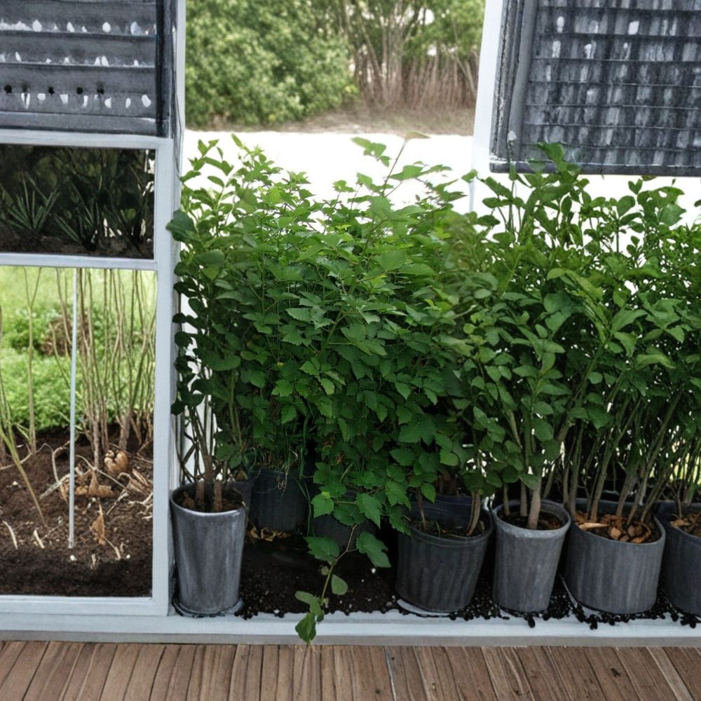Arapaho Thornless Blackberry Plant - Live 3-6 Ft Sweet Fruit Bush - Rubus fruticosus 'Arapaho' - Perfect for Backyard Gardens