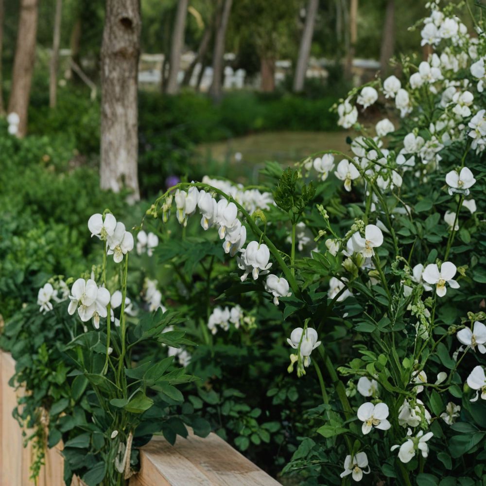 White Bleeding Heart Perennial - 3 Pack Bare Root Divisions, Pure White Flowers, Dicentra spectabilis ‘Alba’ for Shade Gardens