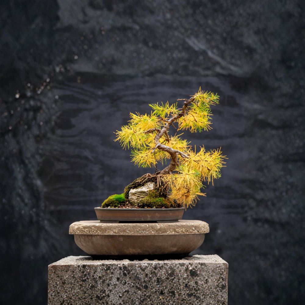 Larch Tree Seeds - 10 Mixed Larix spp. - Wild Harvested Alaska Deciduous Conifer - Easy to Grow for Landscape & Bonsai