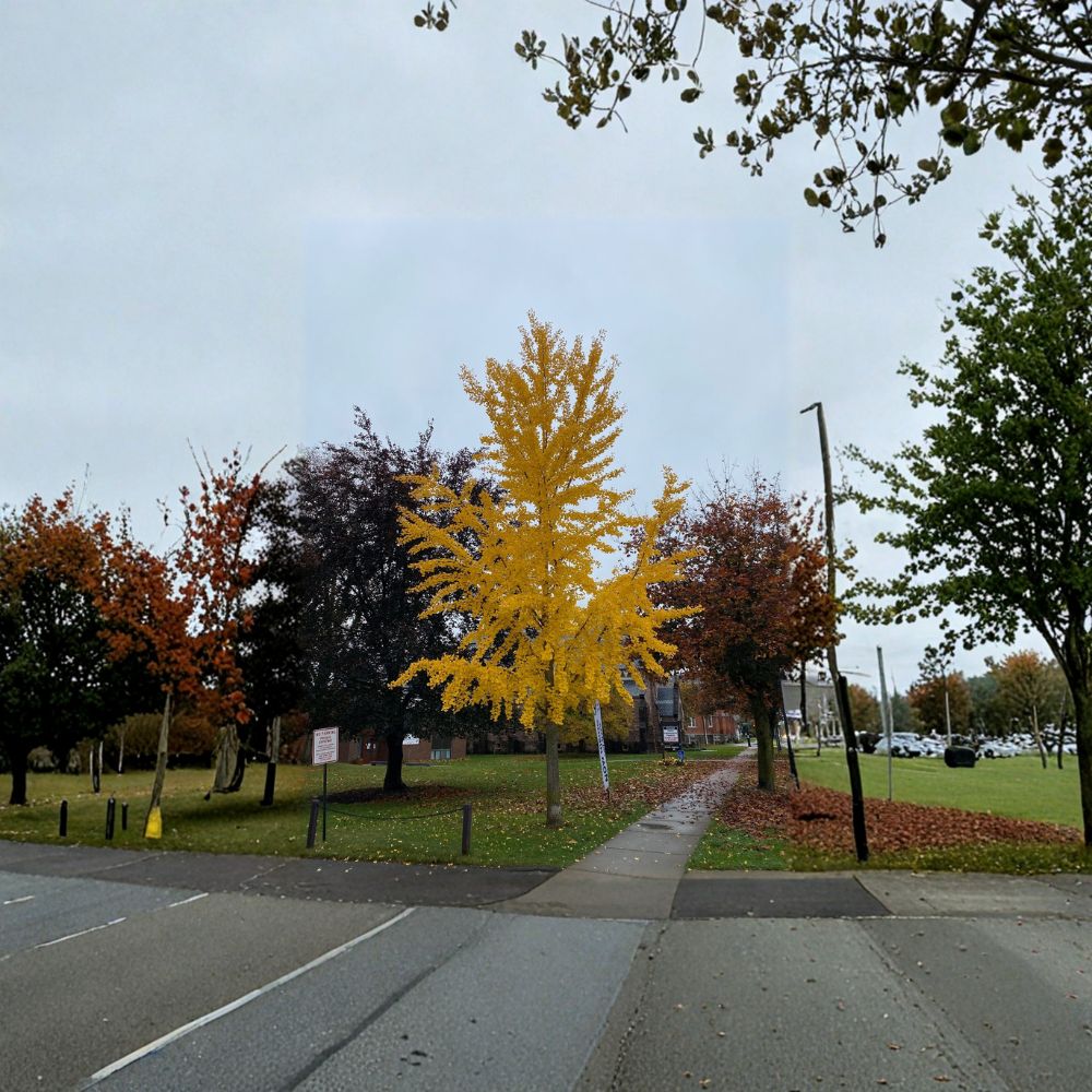 Elmwood Columnar Ginkgo Tree - 12 Inch Male Ginkgo biloba - Fruitless Ornamental Tree for Urban Landscapes