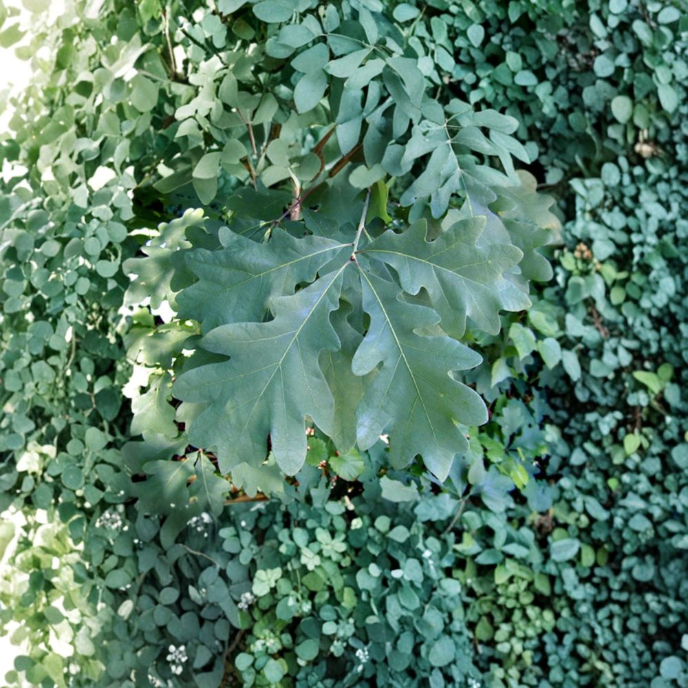 White Oak Tree - 2 Gallon Pot - Native Shade Tree - Quercus alba - Long-Lived Wildlife Habitat Plant