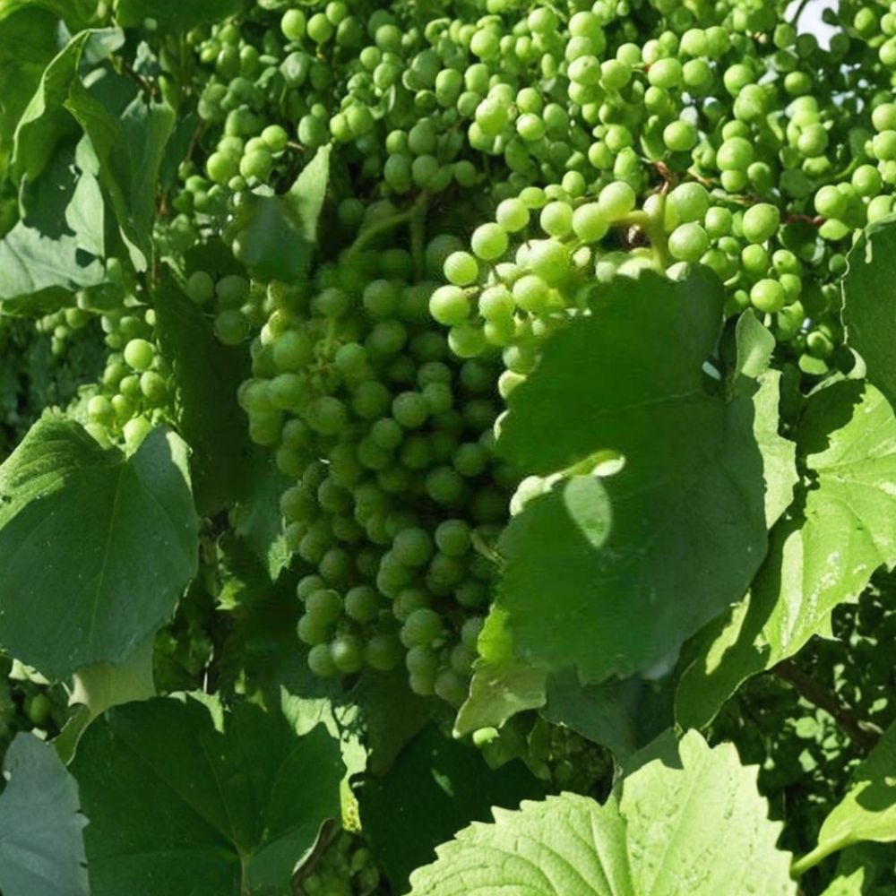 Muscat White Wine Grape Vine Live Plant | Self-Fertile Vitis vinifera | Sweet Golden Grapes for Home Vineyard & Garden