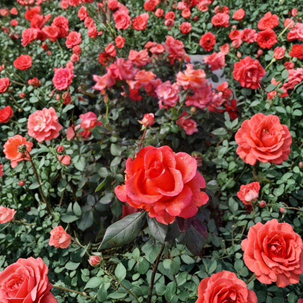 Ring of Fire Hybrid Tea Rose Live Plant - 2 Gallon - Multicolor Blooming Rose Bush - Rosa Hybrid Tea 'Ring of Fire'