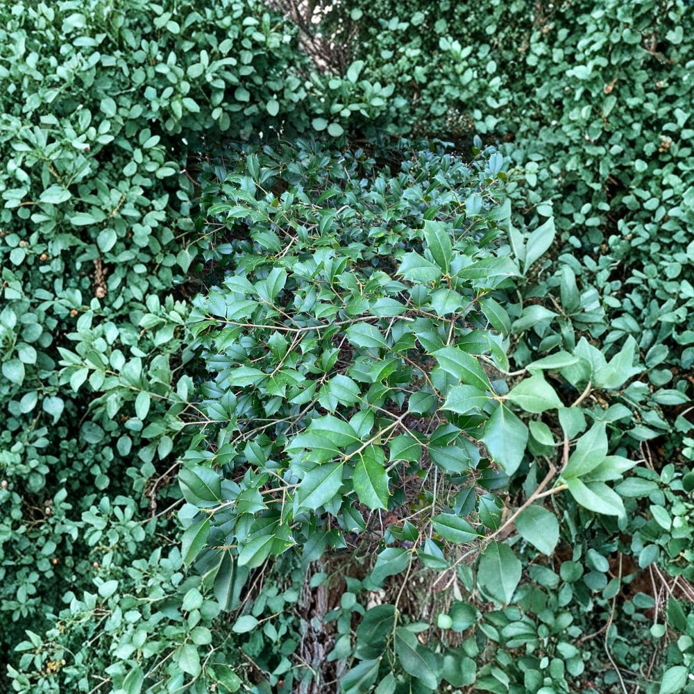 Male American Holly Tree | 12 Inch Live Evergreen Pollinator | Ilex opaca | 1 Gallon Pot | Ideal for Berry Production