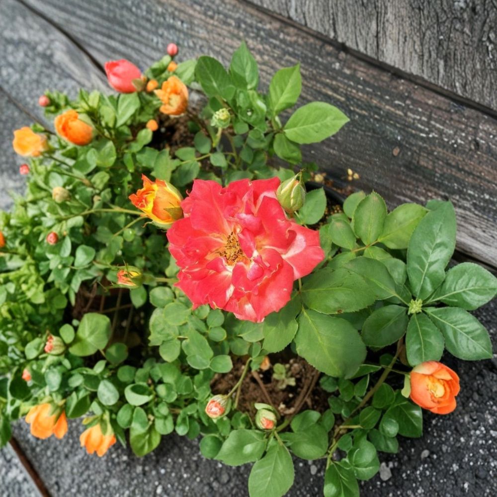 Pinata Rose Bush Plant - 1 Gallon - Yellow Orange Blooms - Rosa 'Pinata' - Colorful Flowering Shrub for Full Sun Gardens