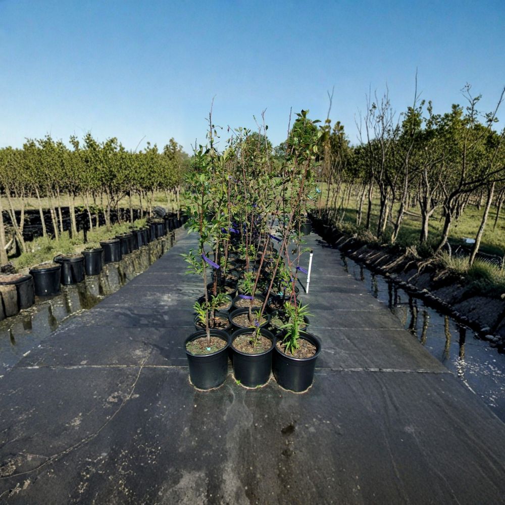 Spring Satin Plumcot Tree - 4-6 Ft Live Fruit Tree | Sweet-Tart Red Black Fruit | Prunus 'Spring Satin' | Pollinator Required