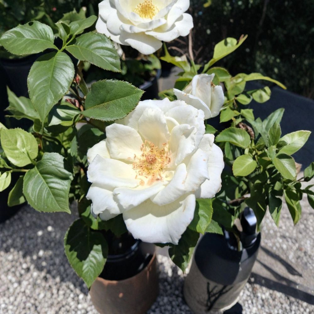 White Lightnin Grandiflora Rose Live Plant 2 Gallon | Pure White Rose Bush | Rosa Grandiflora 'White Lightnin' | Repeat Blooming