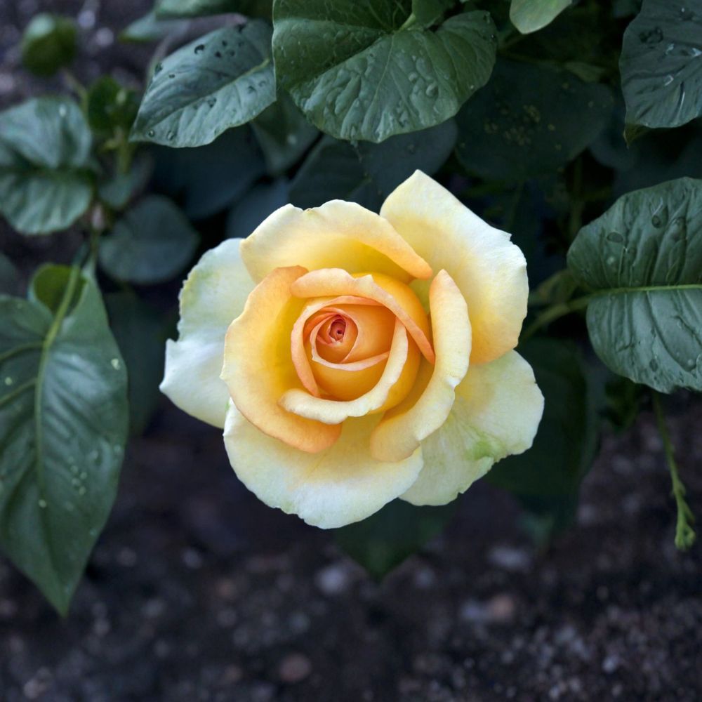 Gold Medal Grandiflora Rose Bush – 1 Gallon Yellow Orange Flowering Shrub | Rosa 'Gold Medal' | Full Sun, Repeat Blooming