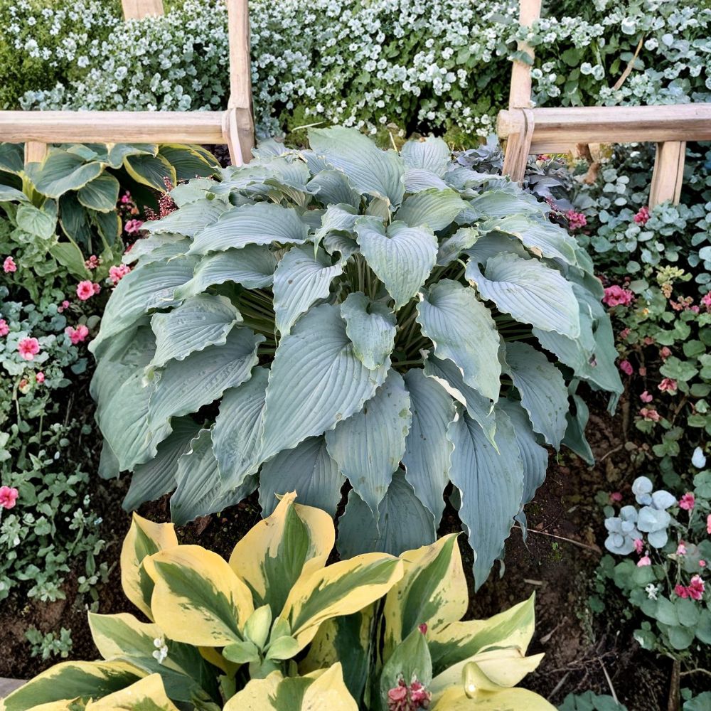 Hosta Starter Plant 3 Inch Blue Variety Hosta ‘Wind Beneath My Wings’ - Shade Perennial, Giant Hosta for Garden
