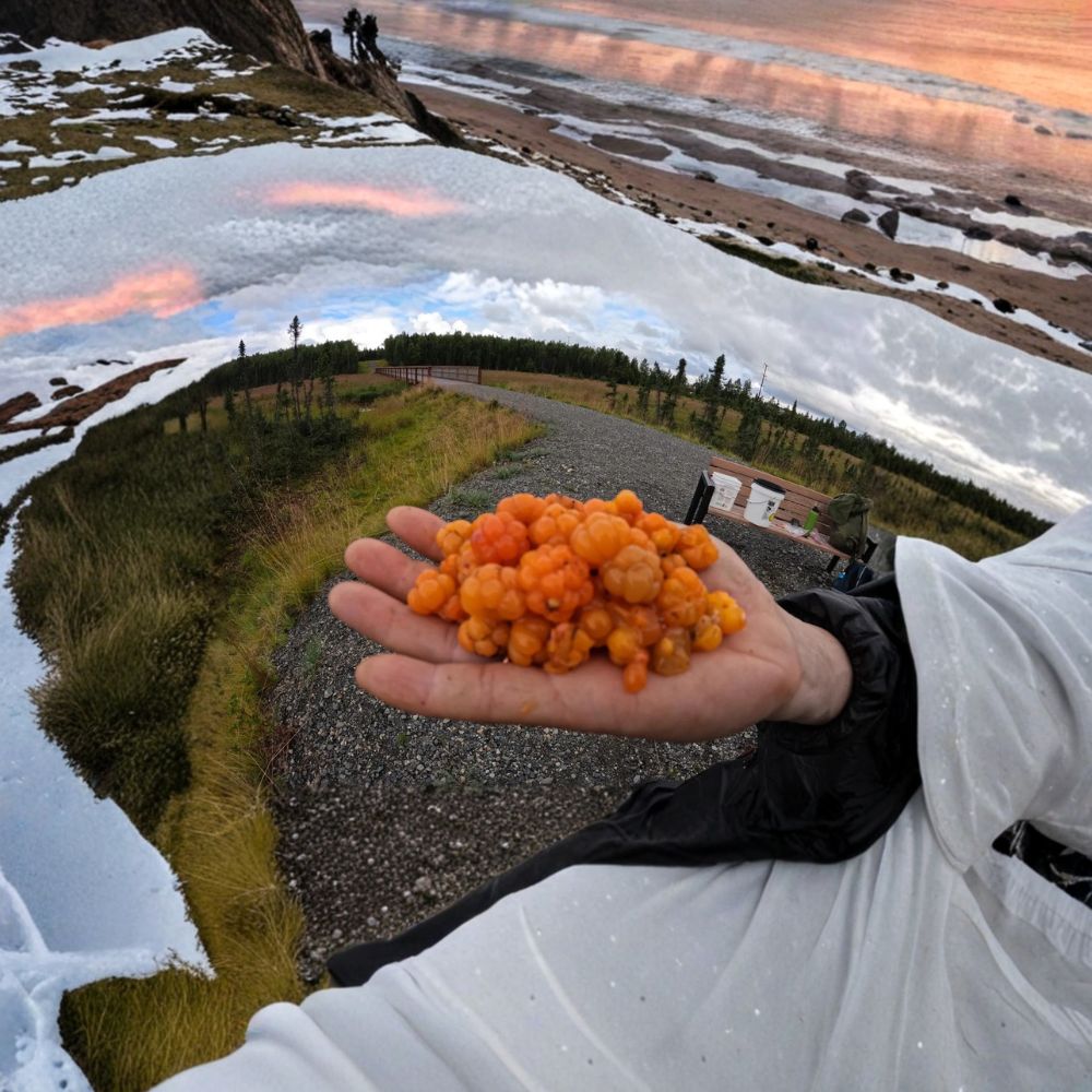 Cloudberry Live Plants - Rare Arctic Berry, Rubus chamaemorus - Wild Harvested from Alaska, Bog Garden Friendly Edible Plant
