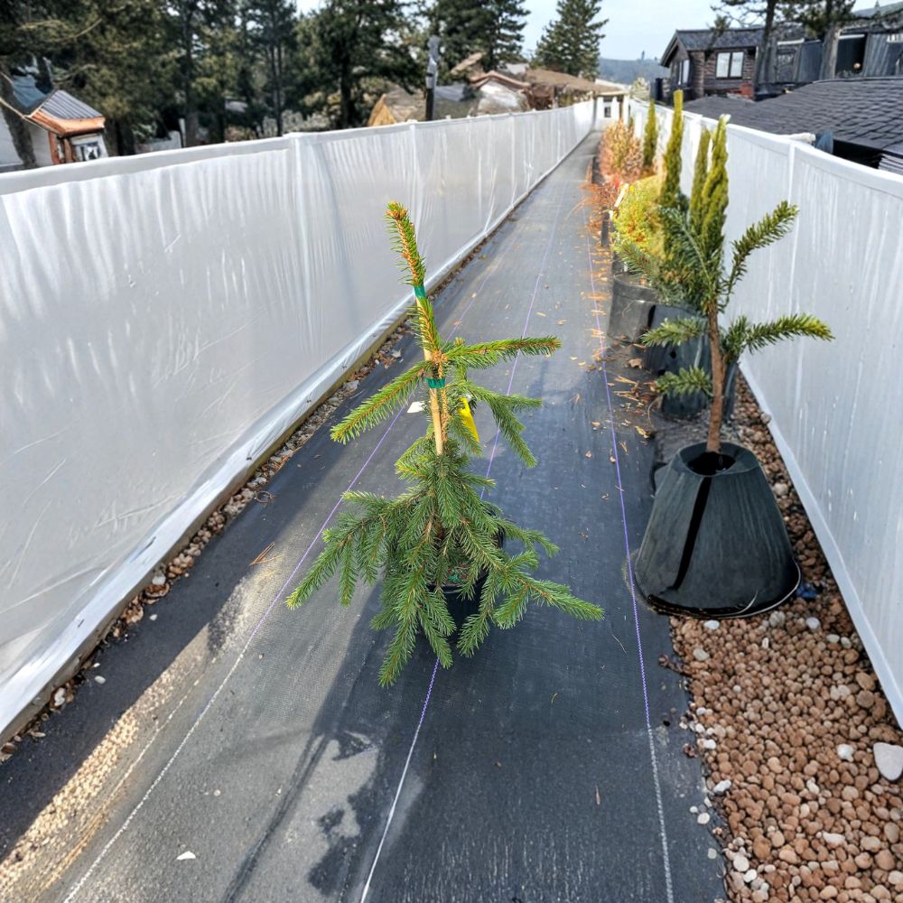 Gold Drift Norway Spruce - 12 Inch Golden Evergreen Conifer in 1 Gallon Pot - Picea abies 'Gold Drift' Dwarf Plant