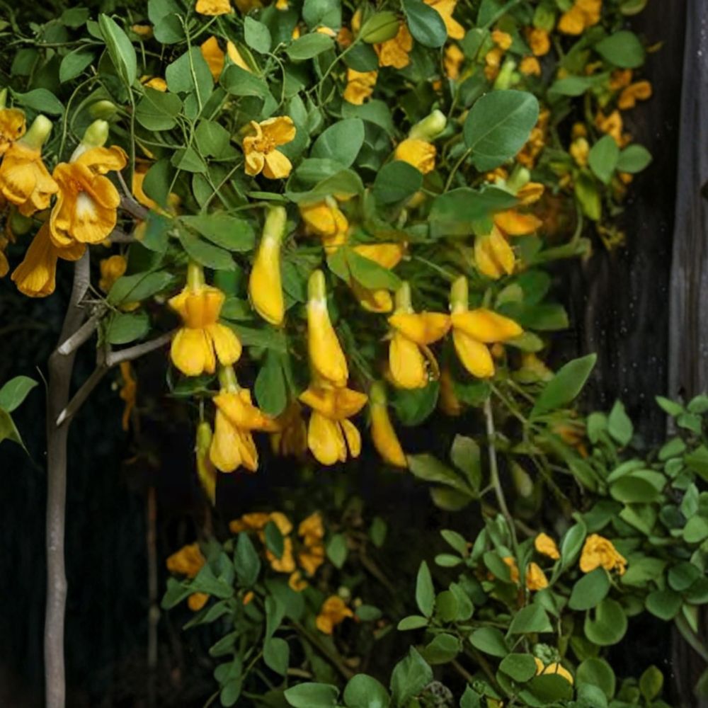 Siberian Pea Shrub Cuttings Set of 5 | Caragana arborescens | Alaska Grown Nitrogen Fixing Hedge & Windbreak Shrub