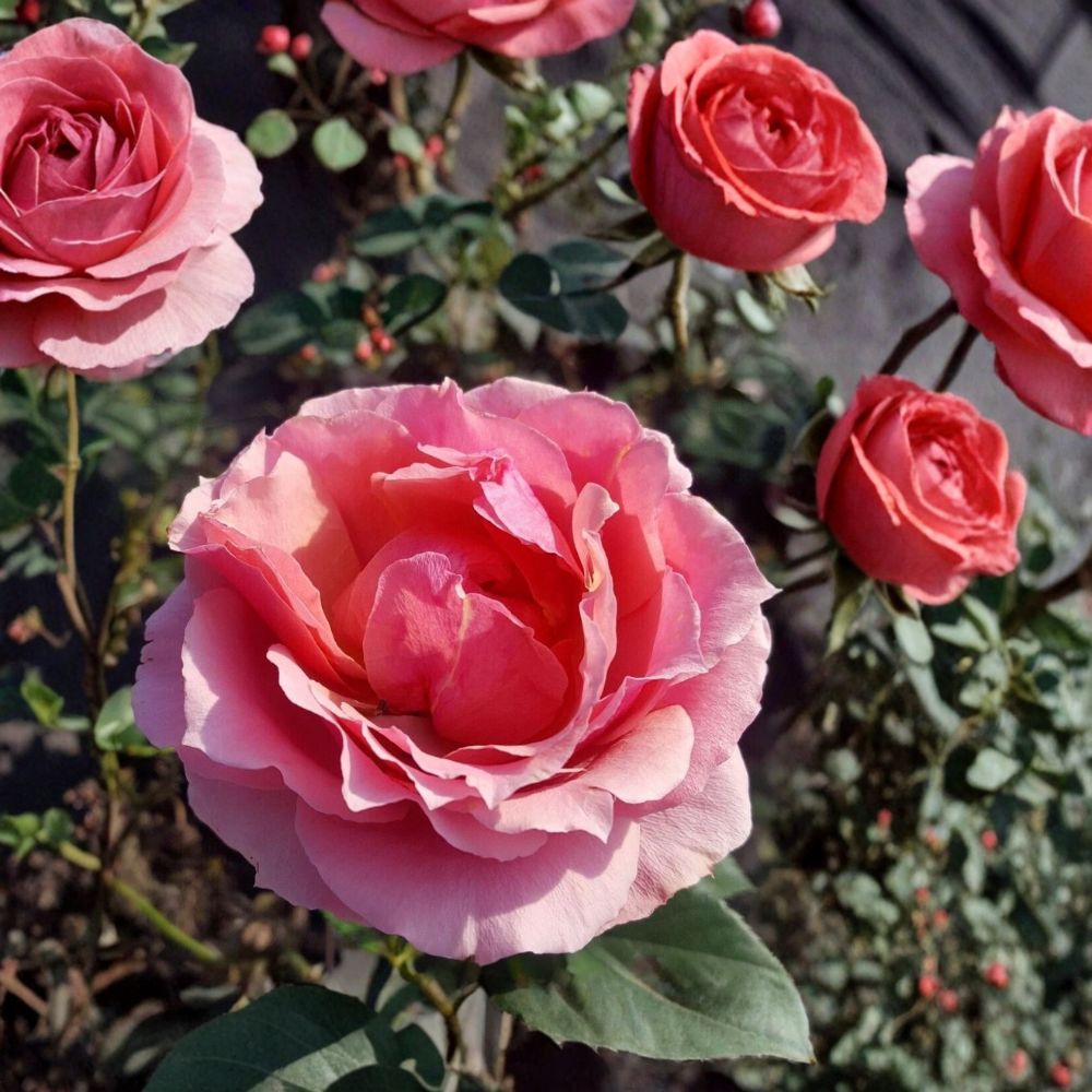 Princesse de Monaco Grandiflora Rose Live Plant - 2 Gallon Pink Rose Bush - Rosa Grandiflora 'Princesse de Monaco' - Repeat Blooming
