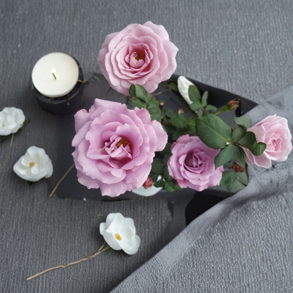 Angel Face Floribunda Rose Bush - 1 Gallon Live Plant, Mauve Lavender Flowers, Rosa 'Angel Face', Fragrant Garden Shrub