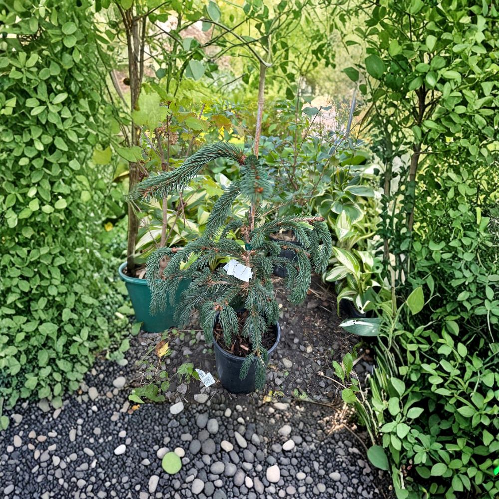 Weeping Blue Norway Spruce - 12 Inch Live Evergreen Conifer in 1 Gallon Pot - Picea abies ‘Weeping Blue’
